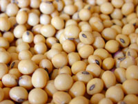 Breast Cancer Soy: Research supports safety of soy and red clover
